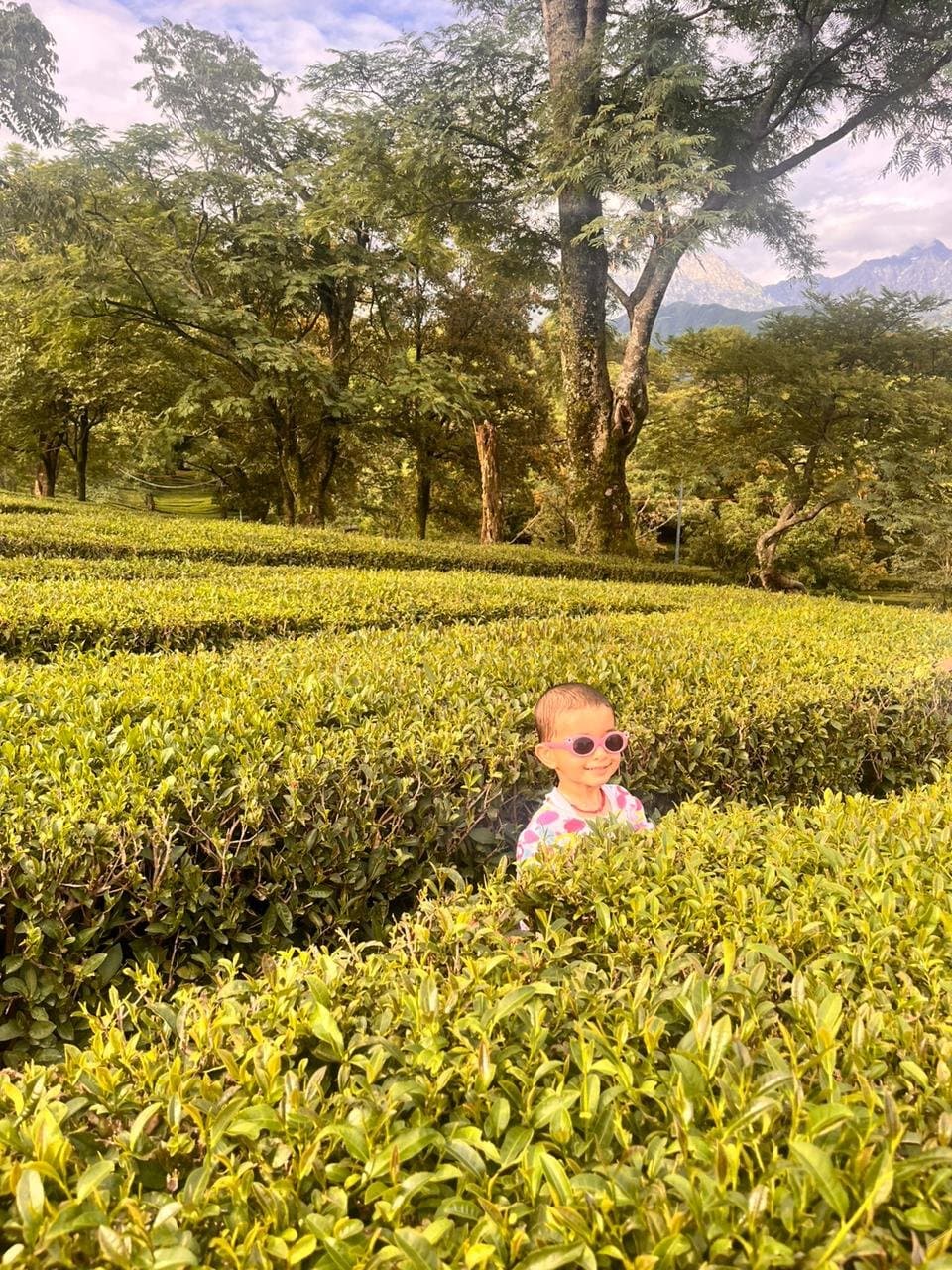 tea garden dharamshala