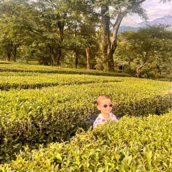Dharamshala Tour Package: Weekend Getaway (Ex Chandigarh & Delhi) 2  tea garden dharamshala