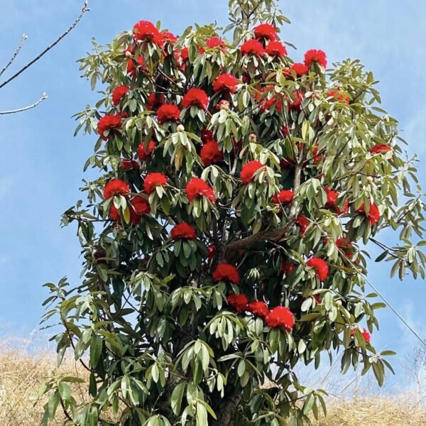 Summer Trek in Himachal: Refresh Your Soul with Hill Hikers 1 Summer Trek in Himachal - A blooming Buransh (Rhododendron) tree in the hills of Himachal Pradesh, covered in bright red flowers against a clear blue sky.