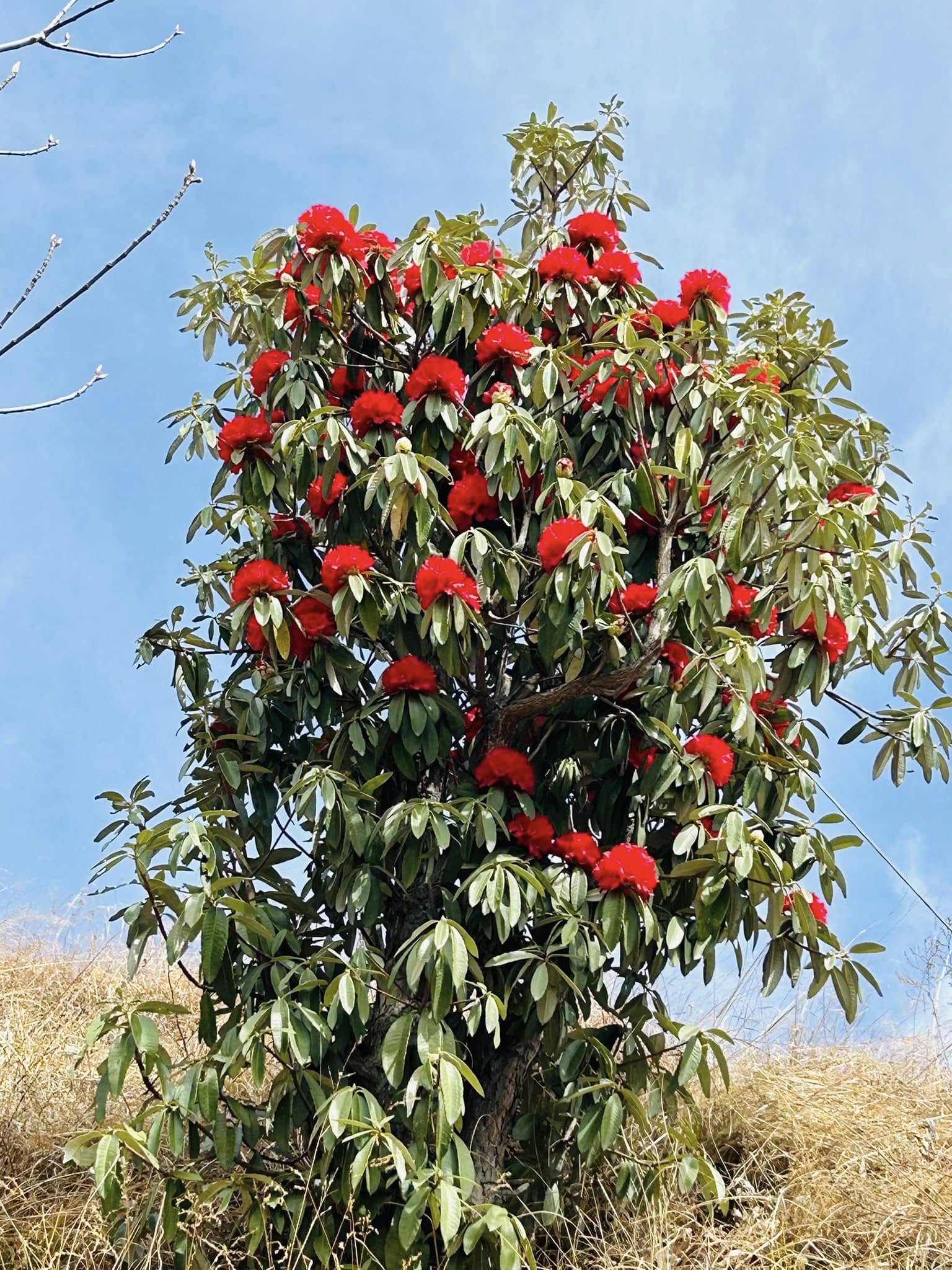 Summer Trek in Himachal - A blooming Buransh (Rhododendron) tree in the hills of Himachal Pradesh, covered in bright red flowers against a clear blue sky.