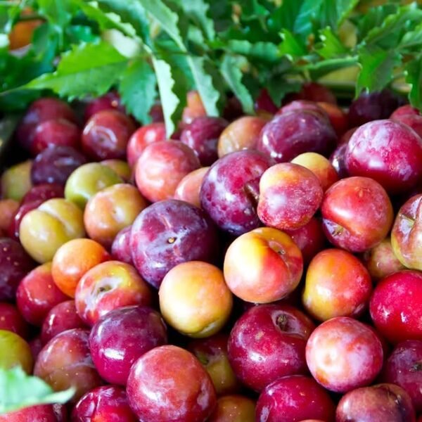 Plum is a juicy fruit loved by all