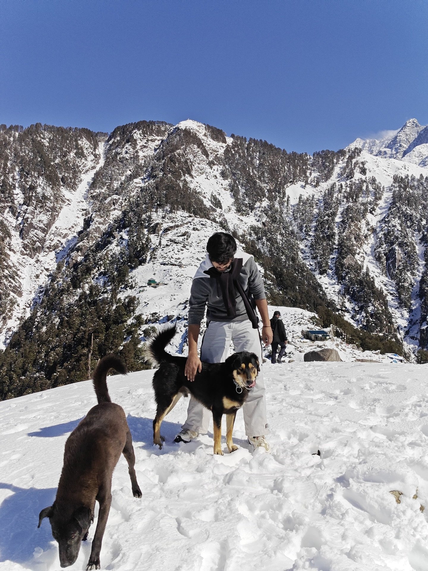 Snowline Trek Dharamshala Cost – Complete Guide, Itinerary & Budget 2026